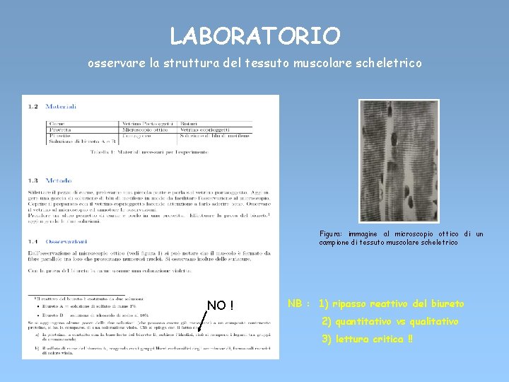 LABORATORIO osservare la struttura del tessuto muscolare scheletrico Figura: immagine al microscopio ottico di