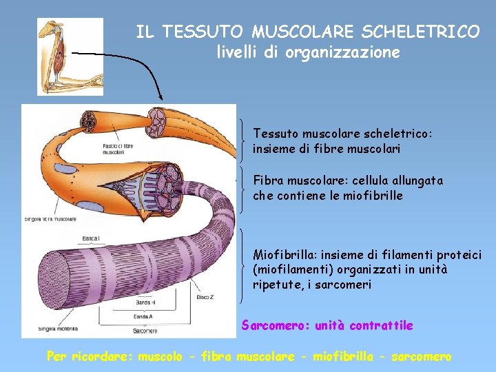 IL TESSUTO MUSCOLARE SCHELETRICO livelli di organizzazione Tessuto muscolare scheletrico: insieme di fibre muscolari