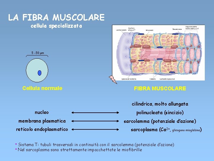 LA FIBRA MUSCOLARE cellula specializzata 5 -50 μm Cellula normale FIBRA MUSCOLARE cilindrica, molto