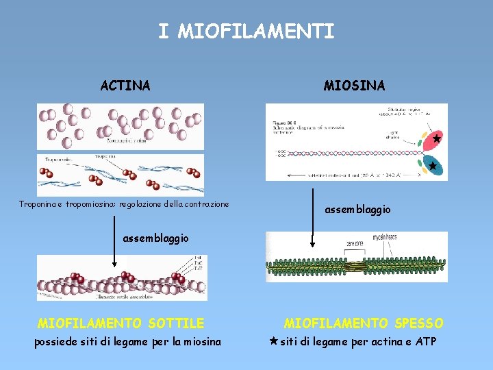 I MIOFILAMENTI ACTINA Troponina e tropomiosina: regolazione della contrazione MIOSINA assemblaggio MIOFILAMENTO SOTTILE possiede