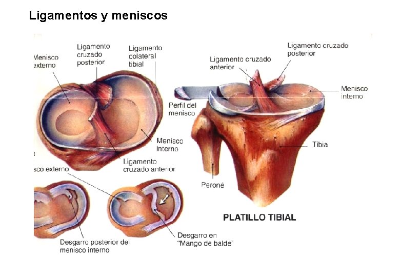 Ligamentos y meniscos 