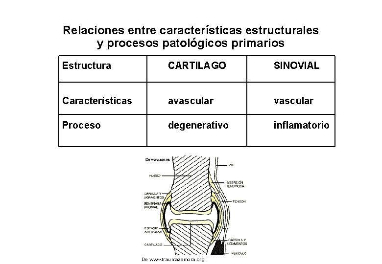 Relaciones entre características estructurales y procesos patológicos primarios Estructura CARTILAGO SINOVIAL Características avascular Proceso