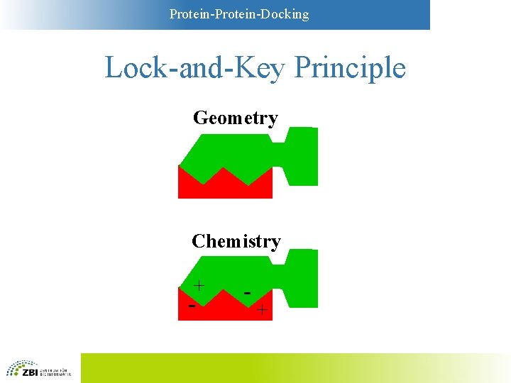 Protein-Docking Lock-and-Key Principle Geometry Chemistry + - - + 