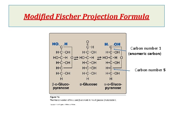 Modified Fischer Projection Formula Carbon number 1 (anomeric carbon) Carbon number 5 