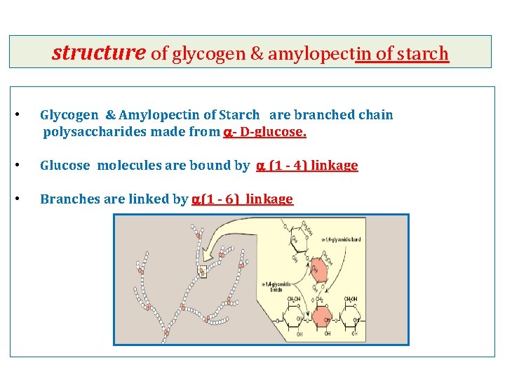 structure of glycogen & amylopectin of starch • Glycogen & Amylopectin of Starch are