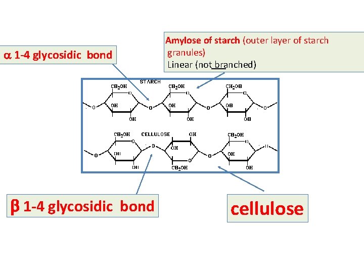 a 1 -4 glycosidic bond b 1 -4 glycosidic bond Amylose of starch (outer