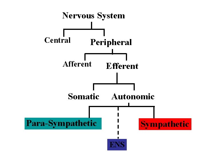 Nervous System Central Peripheral Afferent Somatic Efferent Autonomic Para-Sympathetic ENS 