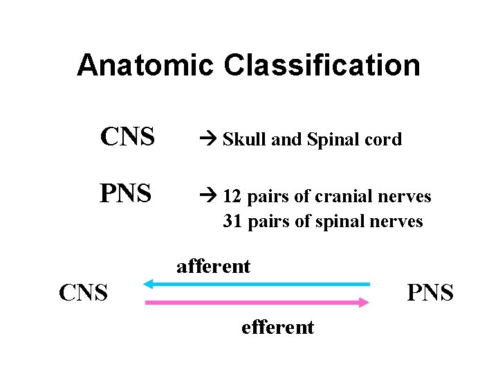 Anatomic Classification CNS Skull and Spinal cord PNS 12 pairs of cranial nerves 31