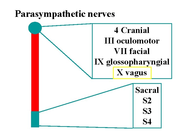 Parasympathetic nerves 4 Cranial III oculomotor VII facial IX glossopharyngial X vagus Sacral S