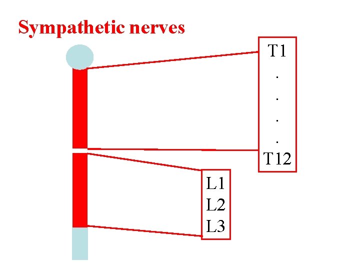 Sympathetic nerves T 1. . T 12 L 1 L 2 L 3 