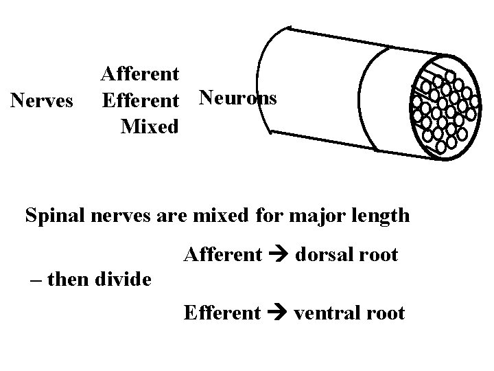 Nerves Afferent Efferent Neurons Mixed Spinal nerves are mixed for major length – then