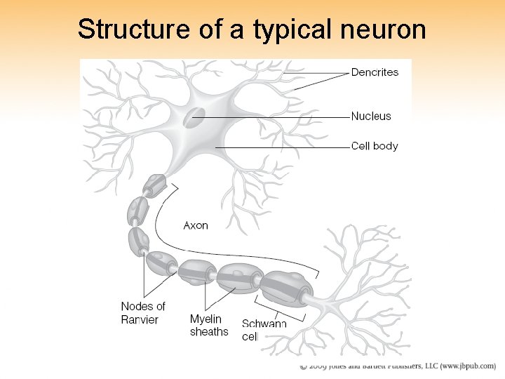 Structure of a typical neuron 