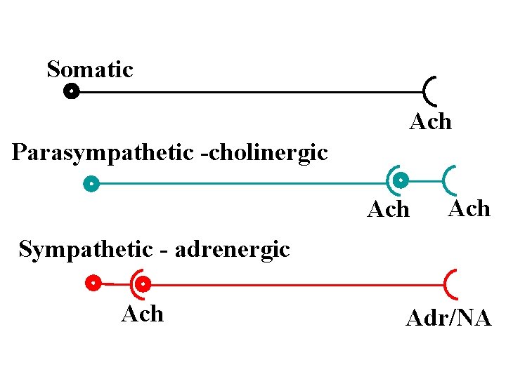 Somatic Ach Parasympathetic -cholinergic Ach Sympathetic - adrenergic Ach Adr/NA 