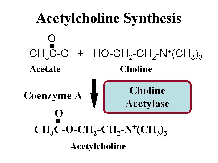 Acetylcholine Synthesis O CH 3 C-O- + HO-CH 2 -N+(CH 3)3 Acetate Choline Coenzyme