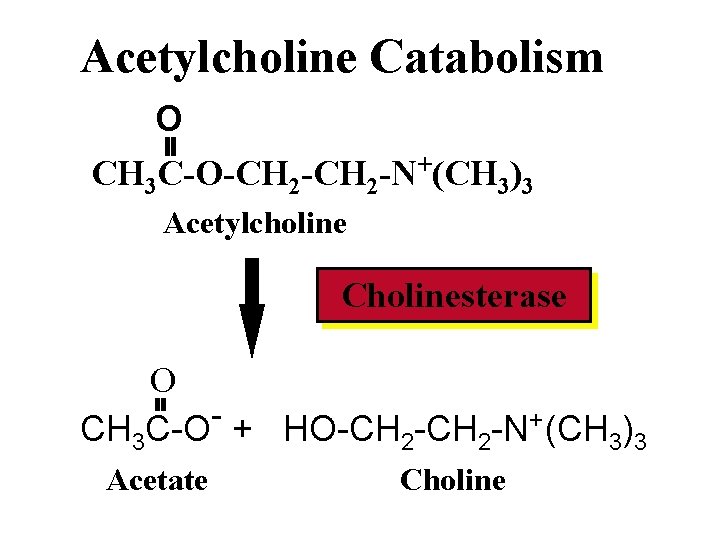 Acetylcholine Catabolism O CH 3 C-O-CH 2 -N+(CH 3)3 Acetylcholine Cholinesterase O CH 3