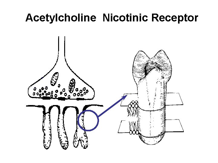 Acetylcholine Nicotinic Receptor 
