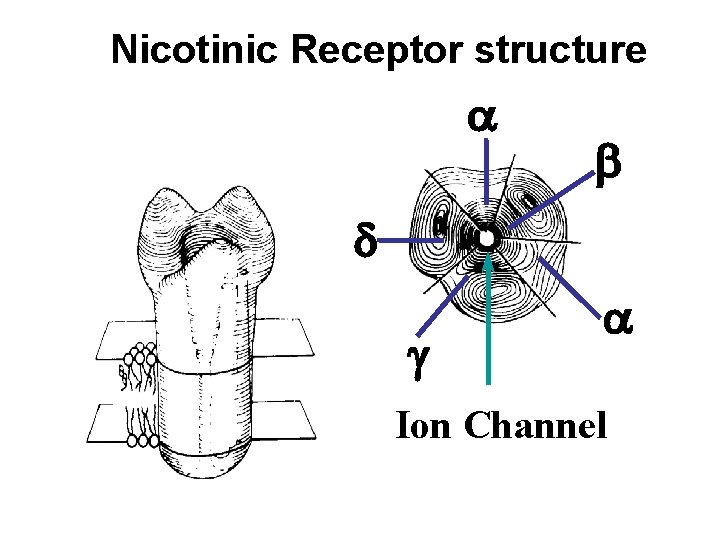 Nicotinic Receptor structure a b d g a Ion Channel 