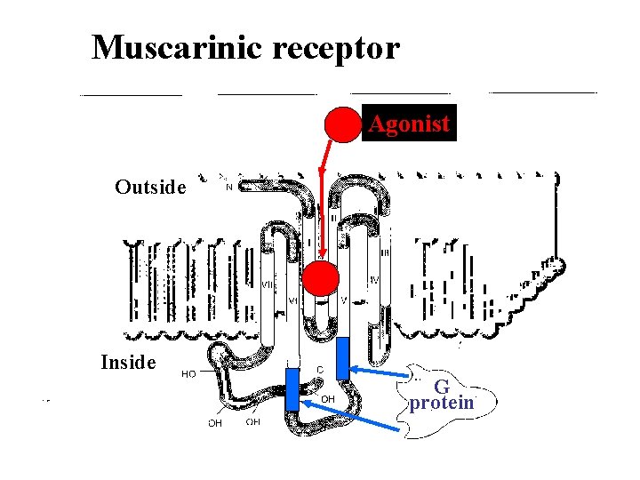 Muscarinic receptor Agonist Outside Inside G protein 