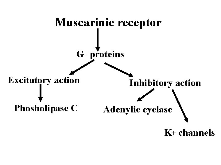Muscarinic receptor G- proteins Excitatory action Phosholipase C Inhibitory action Adenylic cyclase K+ channels