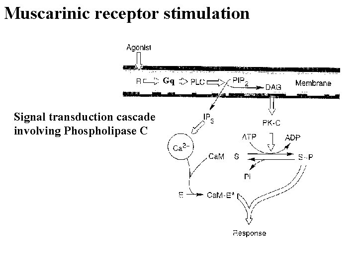Muscarinic receptor stimulation Gq Signal transduction cascade involving Phospholipase C 