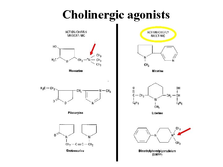 Cholinergic agonists 
