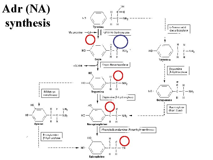 Adr (NA) synthesis 