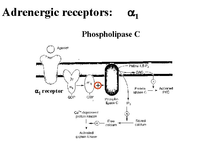 Adrenergic receptors: a 1 Phospholipase C a 1 receptor + 