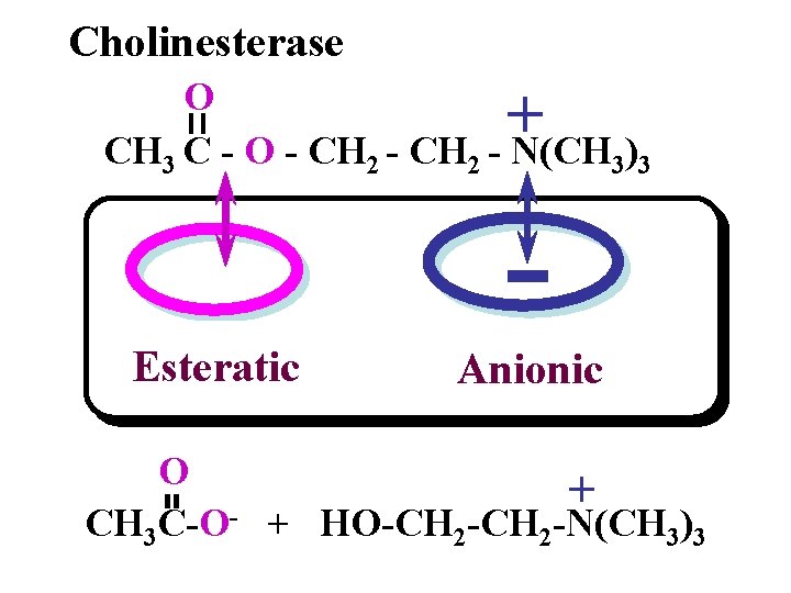 Cholinesterase O CH 3 C - O - CH 2 - N(CH 3)3 +