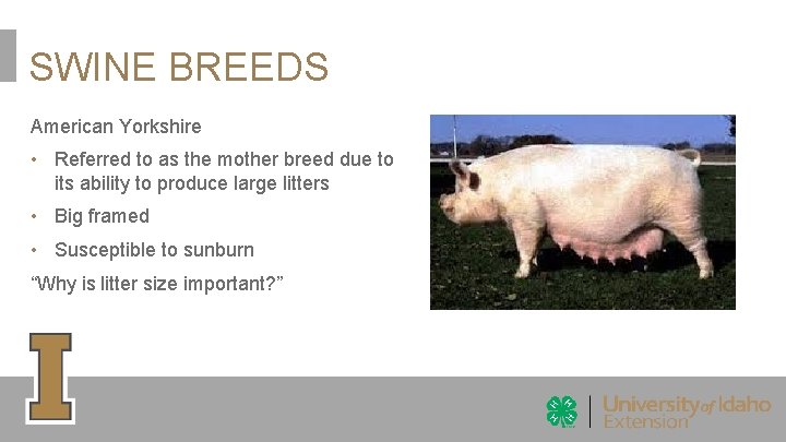 SWINE BREEDS American Yorkshire • Referred to as the mother breed due to its