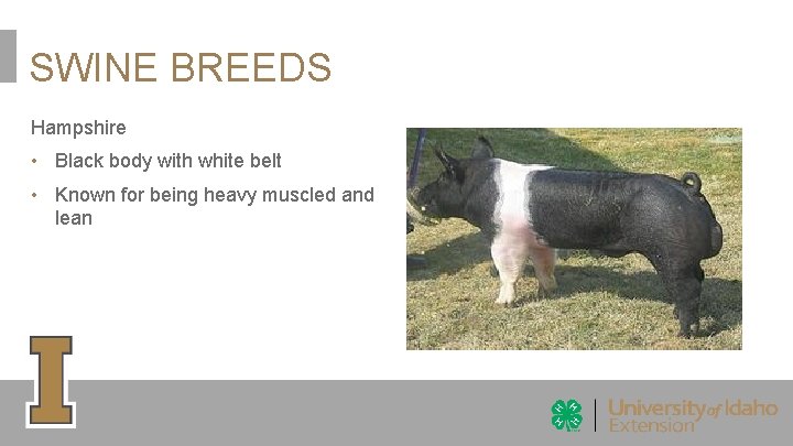 SWINE BREEDS Hampshire • Black body with white belt • Known for being heavy