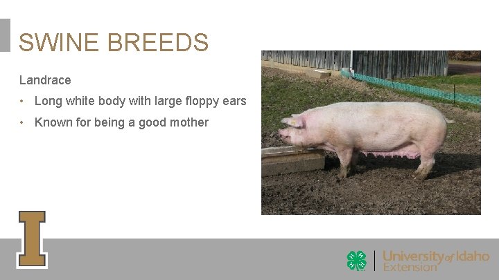 SWINE BREEDS Landrace • Long white body with large floppy ears • Known for