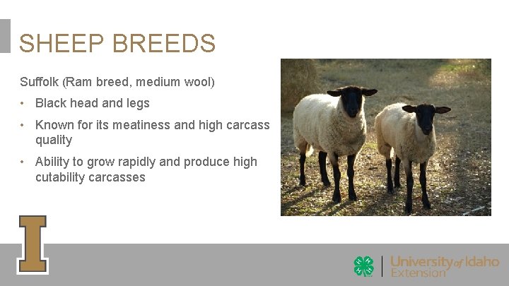 SHEEP BREEDS Suffolk (Ram breed, medium wool) • Black head and legs • Known