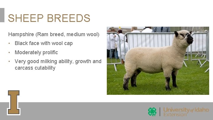 SHEEP BREEDS Hampshire (Ram breed, medium wool) • Black face with wool cap •