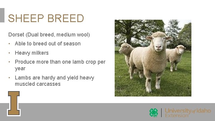 SHEEP BREED Dorset (Dual breed, medium wool) • Able to breed out of season