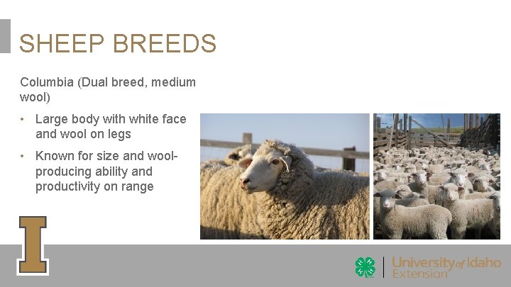 SHEEP BREEDS Columbia (Dual breed, medium wool) • Large body with white face and