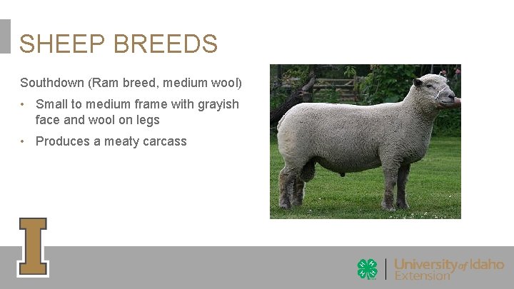 SHEEP BREEDS Southdown (Ram breed, medium wool) • Small to medium frame with grayish