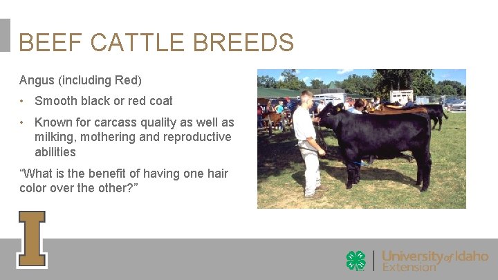BEEF CATTLE BREEDS Angus (including Red) • Smooth black or red coat • Known