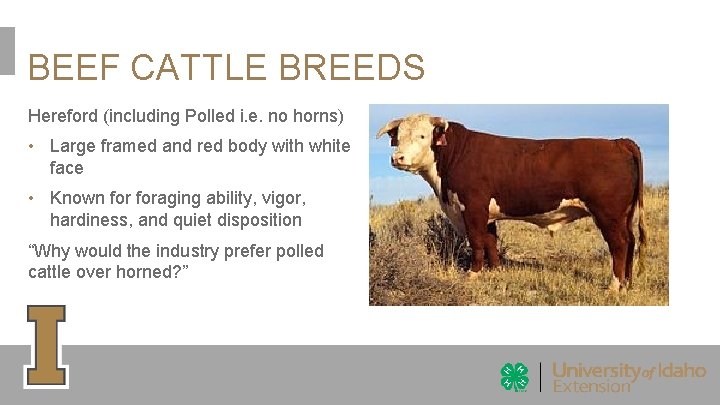 BEEF CATTLE BREEDS Hereford (including Polled i. e. no horns) • Large framed and