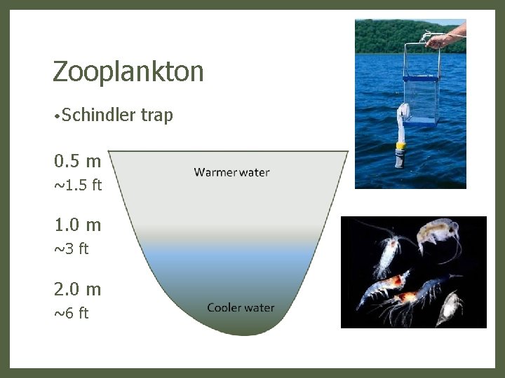 Zooplankton • Schindler 0. 5 m ~1. 5 ft 1. 0 m ~3 ft