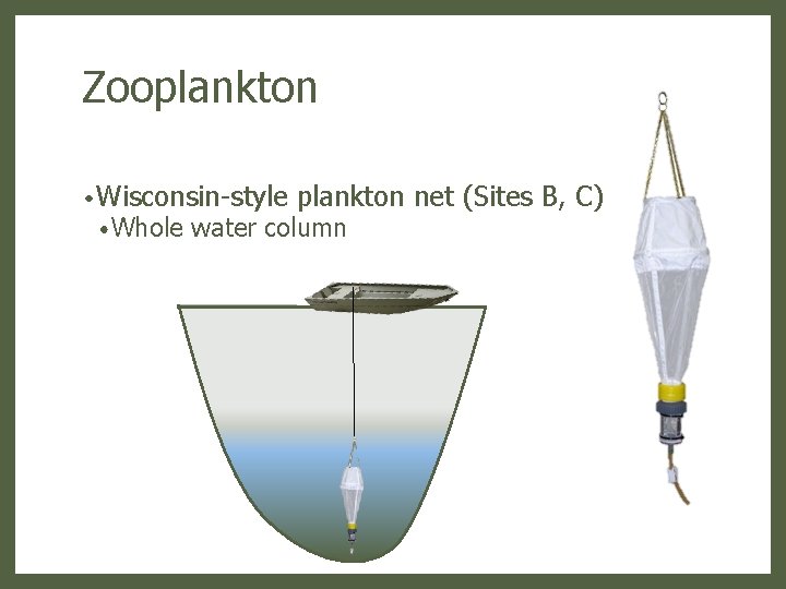 Zooplankton • Wisconsin-style • Whole plankton net (Sites B, C) water column 