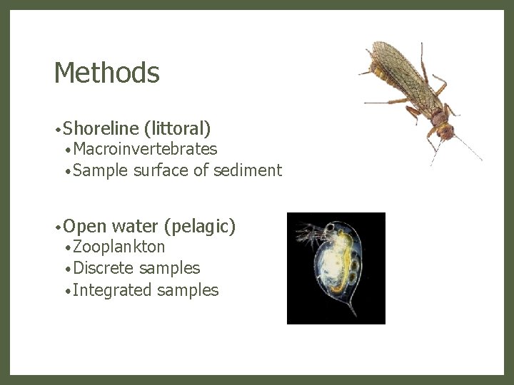 Methods • Shoreline (littoral) • Macroinvertebrates • Sample • Open surface of sediment water