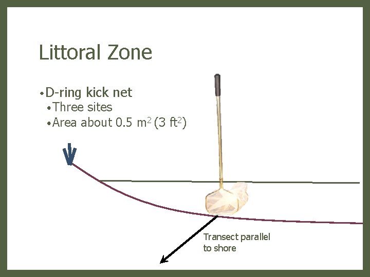 Littoral Zone • D-ring • Three kick net sites • Area about 0. 5
