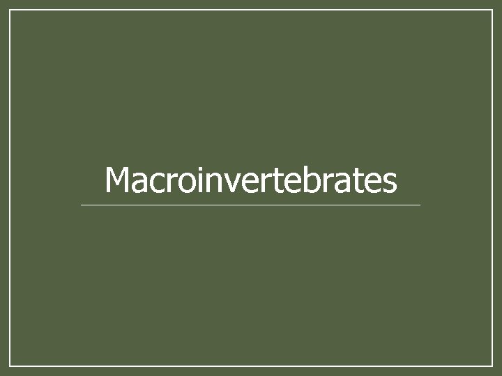 Macroinvertebrates 