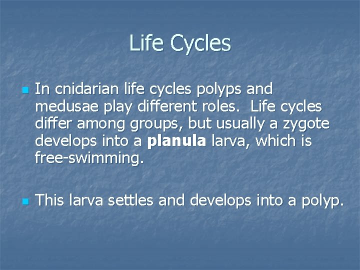 Life Cycles n n In cnidarian life cycles polyps and medusae play different roles.