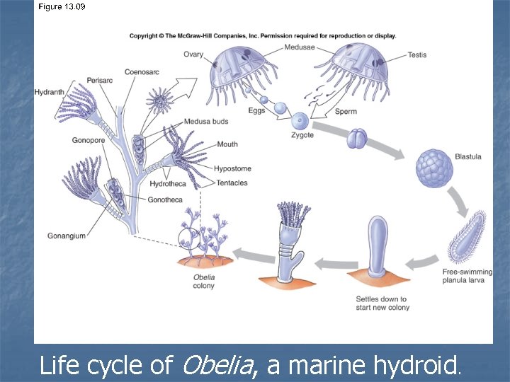 7. 9 Life cycle of Obelia, a marine hydroid. 