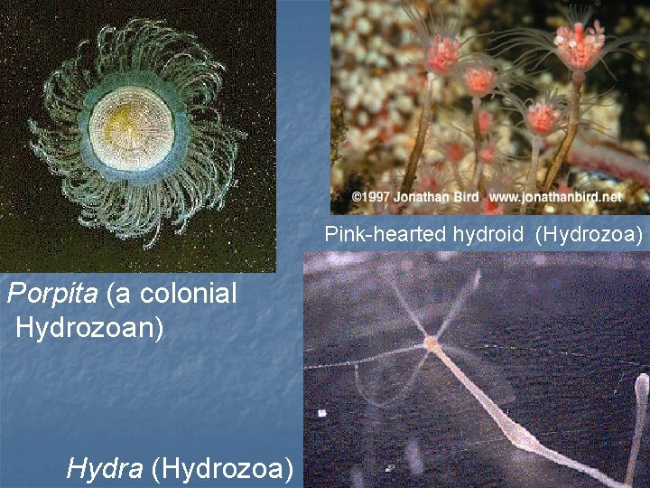 Pink-hearted hydroid (Hydrozoa) Porpita (a colonial Hydrozoan) Hydra (Hydrozoa) 