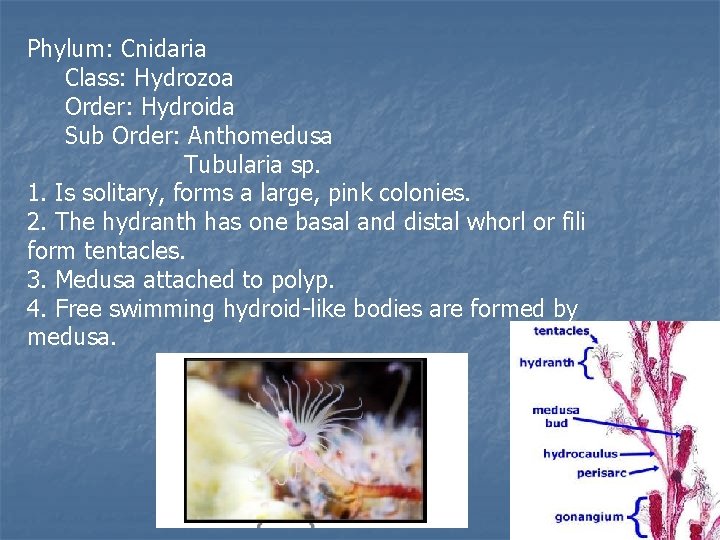 Phylum: Cnidaria Class: Hydrozoa Order: Hydroida Sub Order: Anthomedusa Tubularia sp. 1. Is solitary,