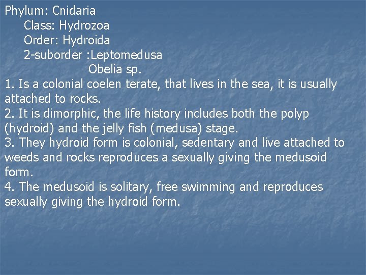 Phylum: Cnidaria Class: Hydrozoa Order: Hydroida 2 -suborder : Leptomedusa Obelia sp. 1. Is