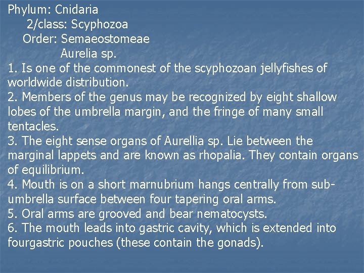 Phylum: Cnidaria 2/class: Scyphozoa Order: Semaeostomeae Aurelia sp. 1. Is one of the commonest
