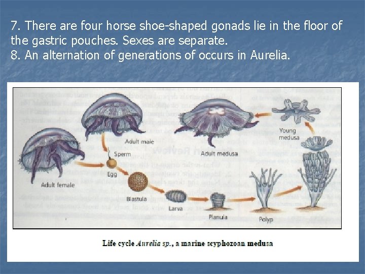 7. There are four horse shoe-shaped gonads lie in the floor of the gastric